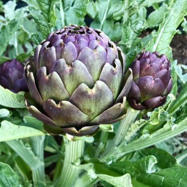 Some of our fantastic artichokes