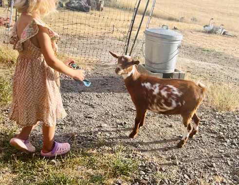 Bird’s Eye Farm Lizabeth Darcy Young