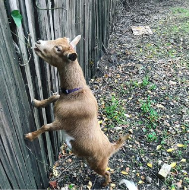Chimi clearing the fence